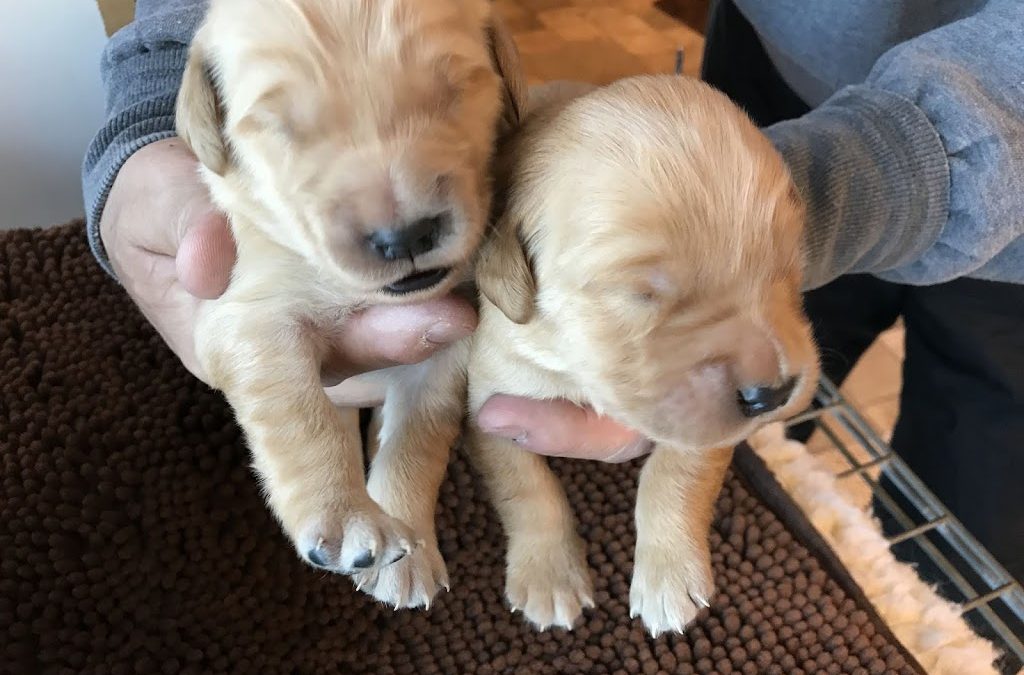 Shannon x Drake puppies – 1 Week Old
