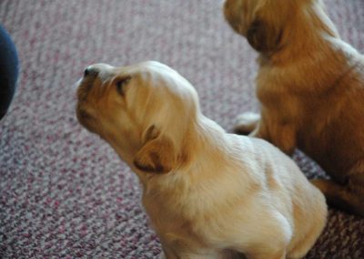 Leia puppies Jan 2016 3 weeks-old