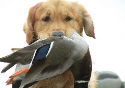 Rowan retrieving a duck